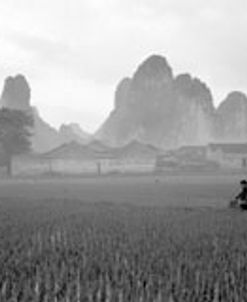 Rice Field #2, China 91