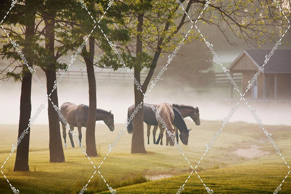 Horses in the Mist #2, Kentucky 08 – Color