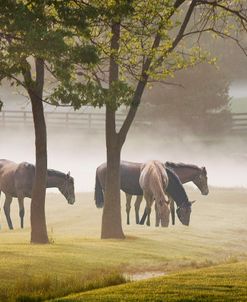 Horses in the Mist #2, Kentucky 08 – Color