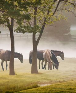 Horses in the Mist #2, Kentucky 08 – Color