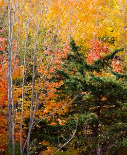 Fall Mosaic, Farmington Hills, Michigan 08 – Color Pan