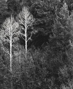 Two Aspen Trees, Show Low, Arizona 86
