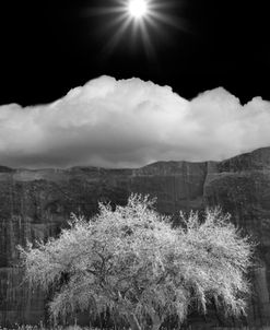 Cottonwood & Sunbeams, Canyon de Chelly, Arizona 10