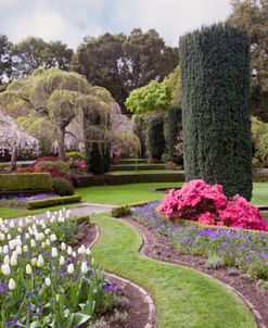 Filoli Gardens, Woodside, California “11 – color