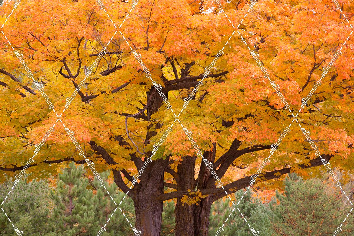 Maple Tree In Autumn, Big Bay, Michigan ’12-color