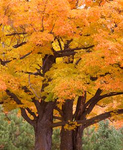 Maple Tree In Autumn, Big Bay, Michigan ’12-color