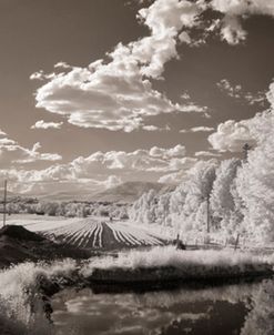 Trees On Orleans Island, Orleans Island, Quebec ’12-IR