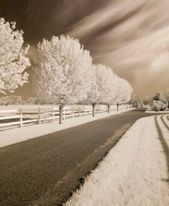 Trees & Shadows, Shipshewana, Indiana ’11 – IR