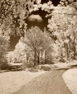 Trees & Pathway, Green Bay, Wisconsin ’12