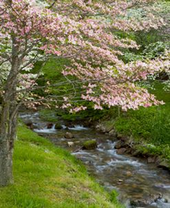 Blossoms & Stream #2, Tennessee 08 – Color