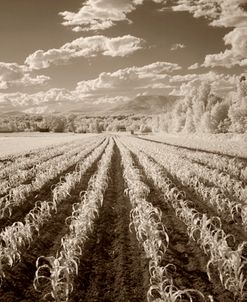 Rows & Clouds