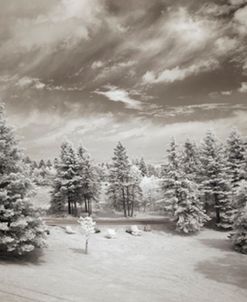 Pine Trees, Orleans Island, Quebec ’12-IR