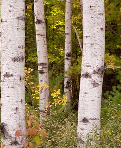 Birch Trees, Door County, Wisconsin ’12-color