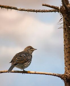 Bird on a Limb, Cincinnati, Ohio ’12 – Color