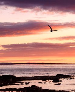 Flying At Sunrise, Sault St. Marie, Michigan ’12 – color