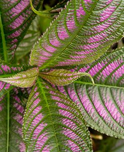 Persian Shield Leaves, Ann Arbor, Michigan ’13-color