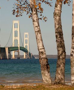 Mackinac Bridge Through the Tree