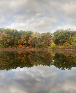 Tree Reflections