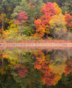 Tree Reflections #2