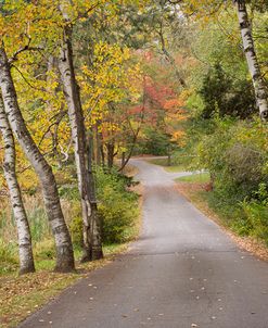 Birch Trees Along the Road