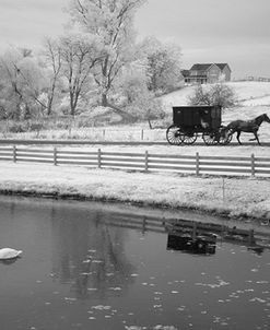 Buggy & Pond