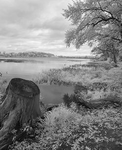 Tree Stump at St. Joseph River