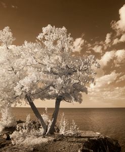 Tree on a Rock