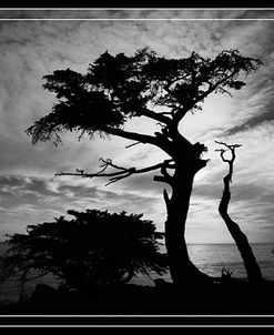 Cypress Silhouette, Monterey, California 88