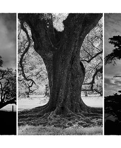 Tree Montage #2