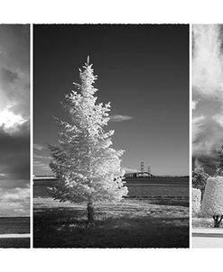 Tree Montage #3