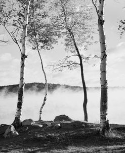 Birch Trees & Mist