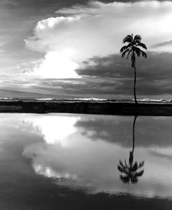 Lone Palm, Big Island, Hawaii 03