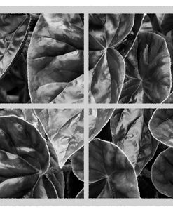 Quartet of Leaf