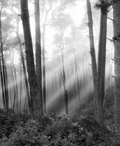 Mystical Forest, Monterey, California 81