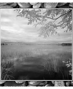 Trees At Crooked Lake, Conway, Michigan 09