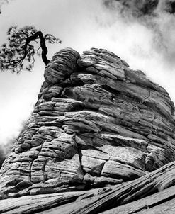 Solitary Pine, Zion National Park, Utah 03