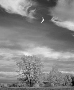 Moonrise & Trees, Grand Marais, MI ’11 – IR