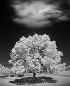 Lone Tree & Cloud, Green Bay, Wisconsin ’12-IR