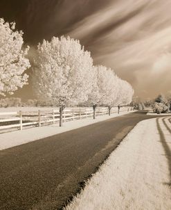 Trees & Shadows, Shipshewana, Indiana ’11 – IR