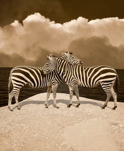 Two Zebras, Port Austin, MI ’11 – IR