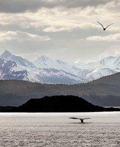 Breaching Whale, Alaska 09 – color
