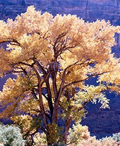 Glowing Tree, Utah 98 – Color