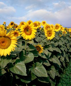 Sunflowers Sentinels, Rome, Italy 87 – Color