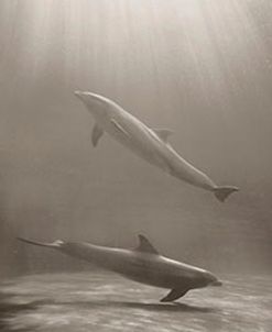 Two Dophins, Miami, Florida 10