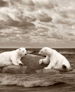 Two Polar Bears