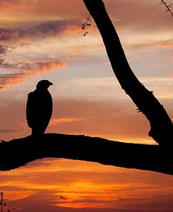 Eagle Sunset