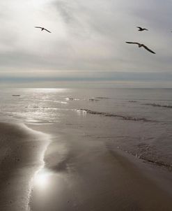 Five Birds, Grand Haven, Michigan ’14 – Color