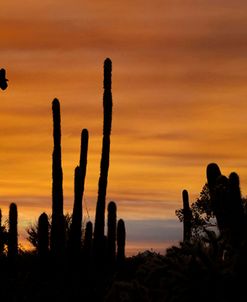 Cactus Sunset, Tucson, Arizona ’14-color