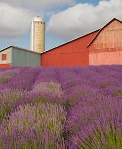 Lavender Farm, Horton Bay, Michigan ’14-color