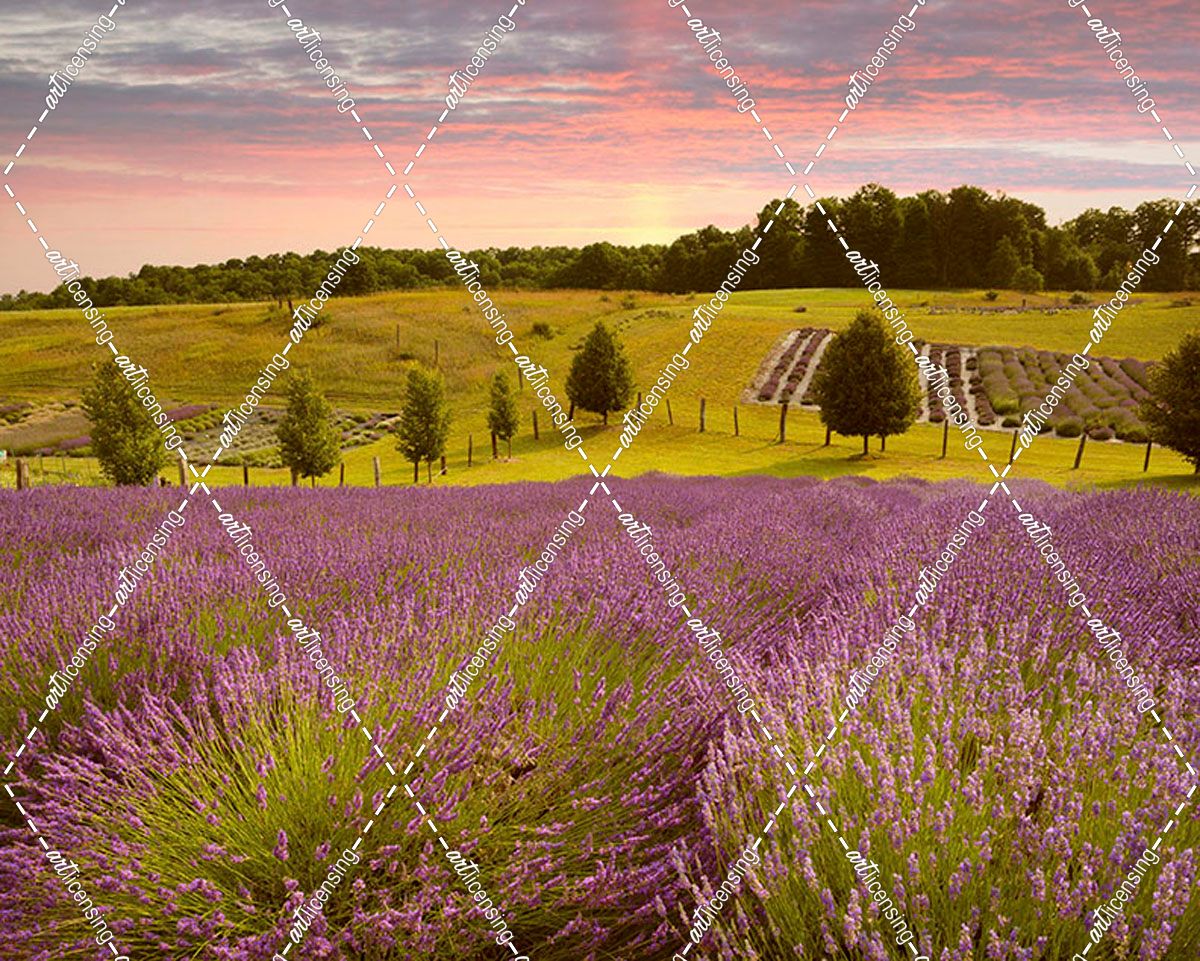 Lavender Field, Horton Bay, Michigan ’14-color